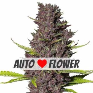 blue dream autoflower marijuana strain ilgm