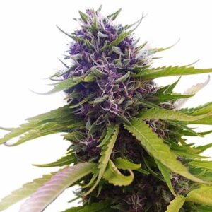 blueberry-marijuana-seeds-feminized