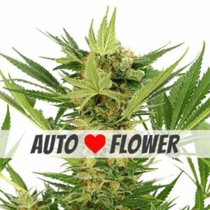 ak47-ilgm-autoflower-marijuana-strain