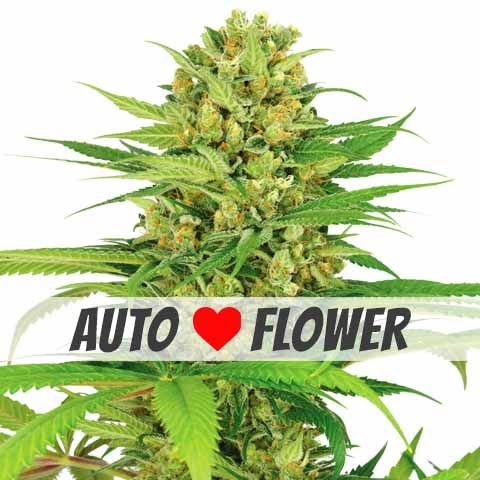 bubblegum autoflower marijuana strain ilgm