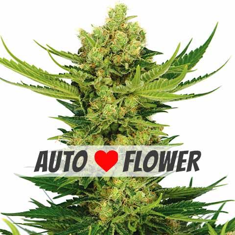 cheese auto flower marijuana ilgm seeds