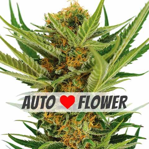 ilgm jack herer autoflower marijuana seeds